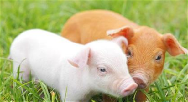 玉米、豆粕“一片绿”，都是小麦惹的祸？