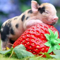 “肉价起飞”秒进“亏损周期” 生猪养殖如何应对大起与大落