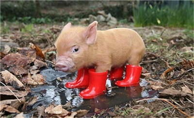 大事件！美国宣称明年或推出非洲猪瘟疫苗？中国市场是否会跟进？