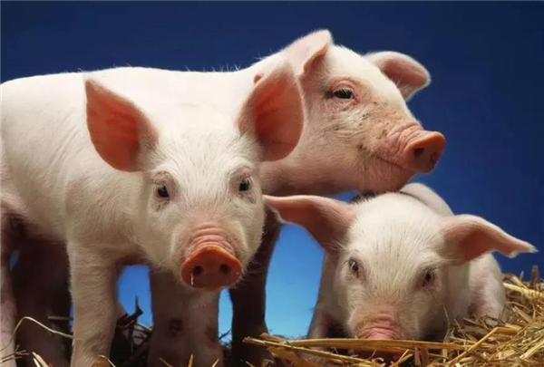 猪周期步入下行通道 5月份多家生猪养殖公司卖的多却赚的少