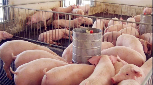 新闻‖多地猪企扎堆冲击IPO，养猪大省山东缘何难觅上市猪企？