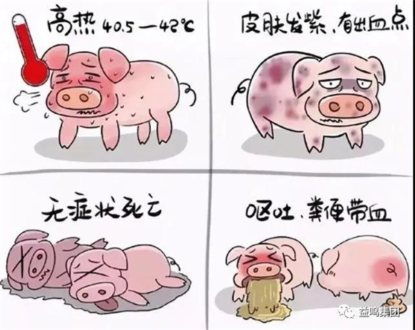 非洲猪瘟如何防控：对症防控，才是好方案