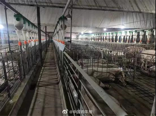 年薪18万，你愿意去养猪吗？