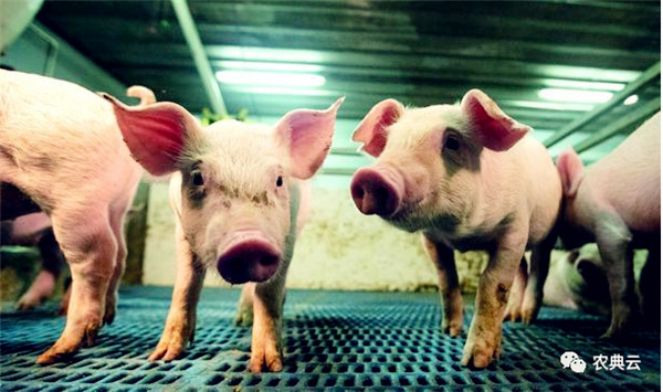 牧原股份成本破“警戒线”！生猪养殖业亏损扩大，短期内仍然看不到猪价见底的转机...