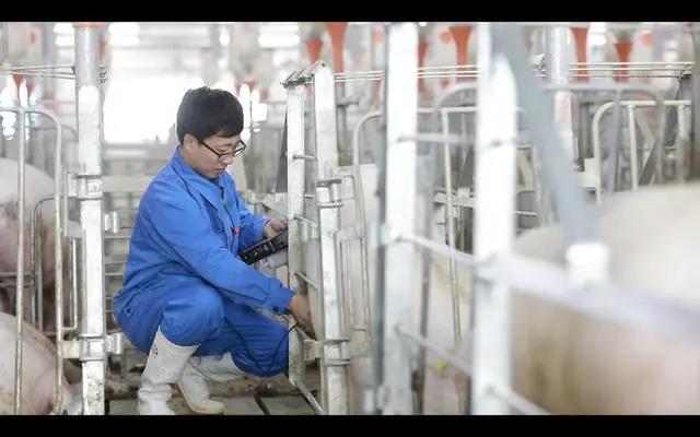 困局求解！新希望每个高管轮当养猪倌！通过成本优势实现跨周期成长