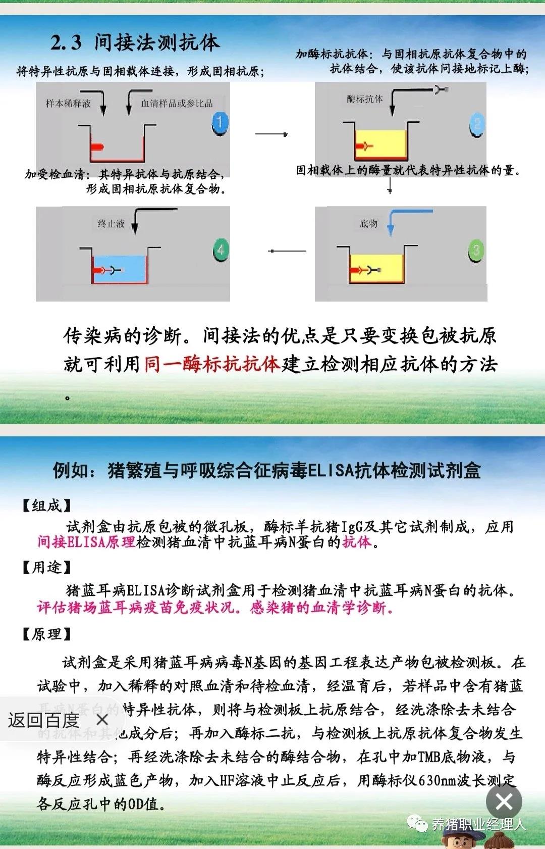 蓝耳病抗体检测原理及结果解读