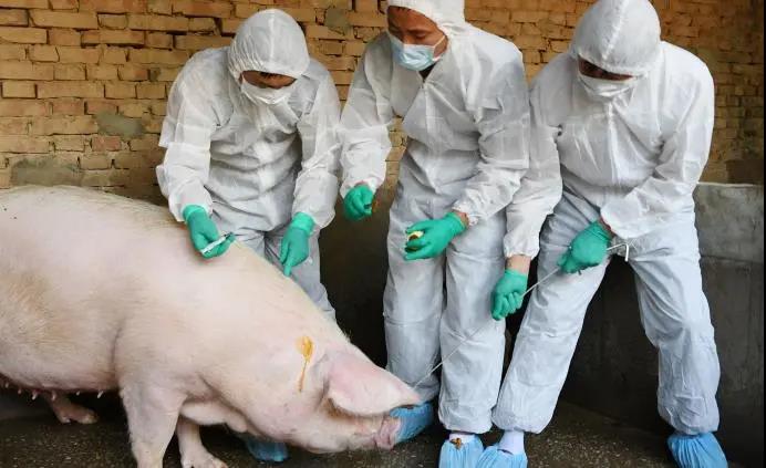 牧原暴跌背后，依然未跌破“冰点”的生猪市场将何去何从？