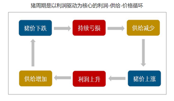 养猪人必看的养猪知识