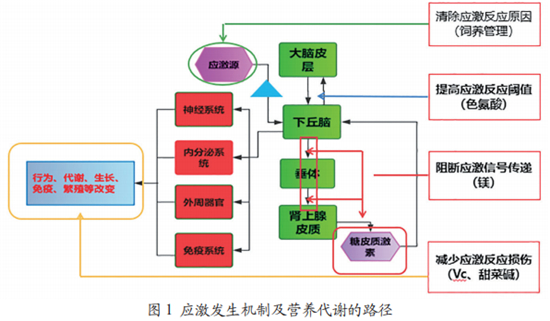 中国养猪网