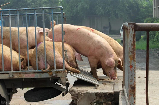 中国养猪网