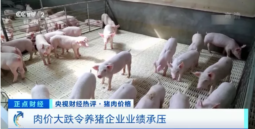 国家出手，一个月3次收储！猪肉价格怎么走？