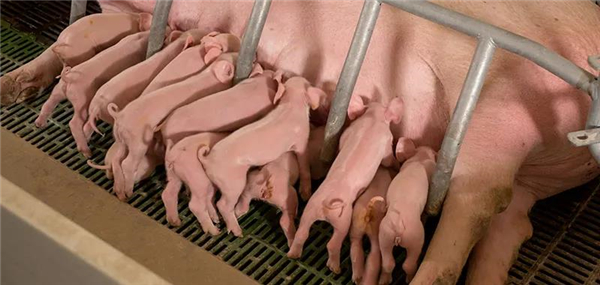 维持高产母猪生产力的三中关键矿物质