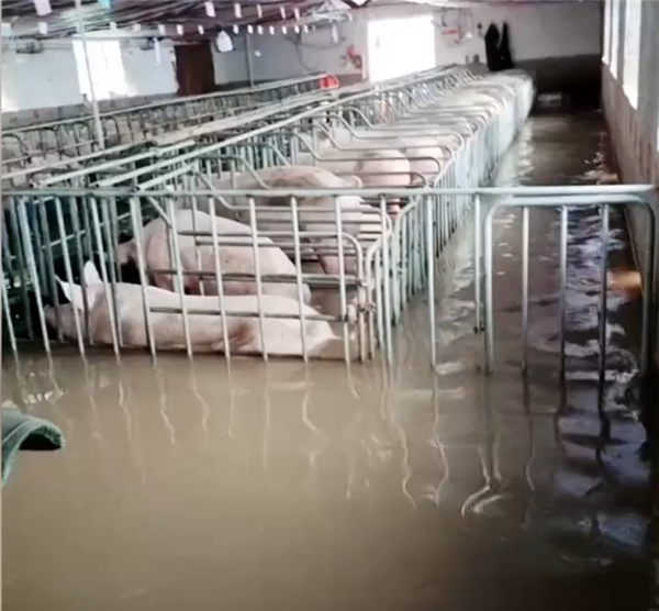 河南暴雨后一养殖场猪躺了一地，主人：无一伤亡，全在睡觉！