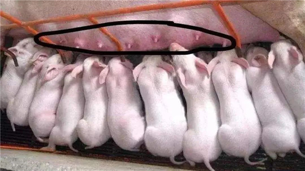 中国养猪网