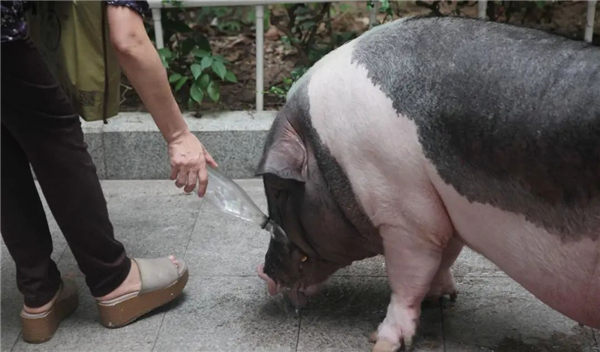 中国养猪网