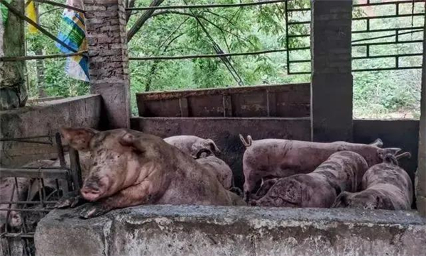 郑州已统计受损养殖场336家！强降雨对畜牧业影响到底有多大？