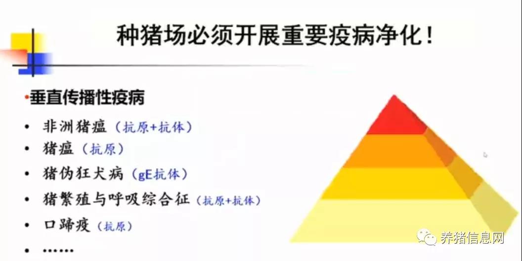 中国养猪网