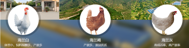 中国养猪网