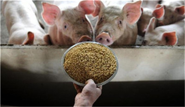 常见猪病毒性腹泻疾病的诊治方案