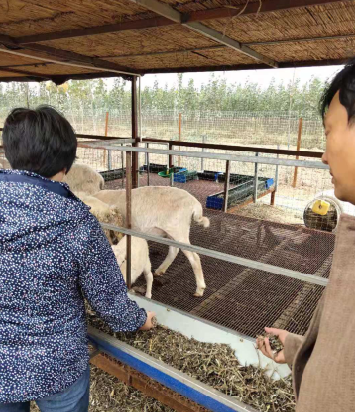 泓农发酵床养羊