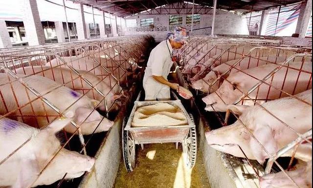 突发！唐人神、新希望、正邦、双胞胎等66家饲料厂限电停产！1834万猪饲料供应受影响！