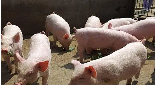 中国养猪网