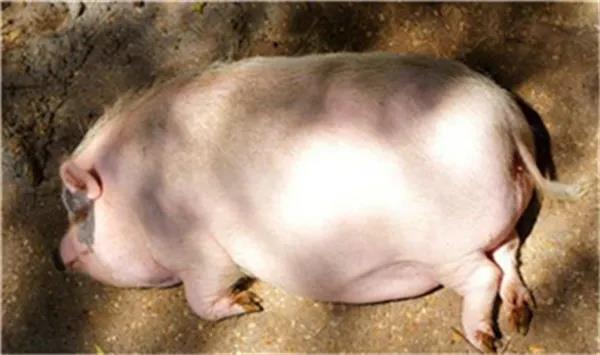 局地猪价跌破5元，豆粕价格突破4000元/吨！如何自救？养猪人“活命”12字方针