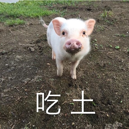 10月06日猪价：持续走跌，直逼4元，该反弹了！