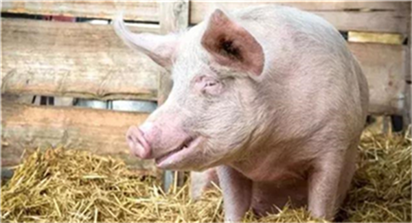 仔猪去势，严防链球菌的感染！