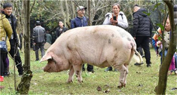 猪价“涨势冲天”，8天大涨2.23元，机构又给出利好预测...