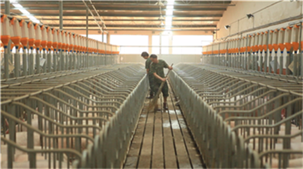 大猪存栏断档，猪价一月上涨超40%！市场止涨预期情绪渐浓