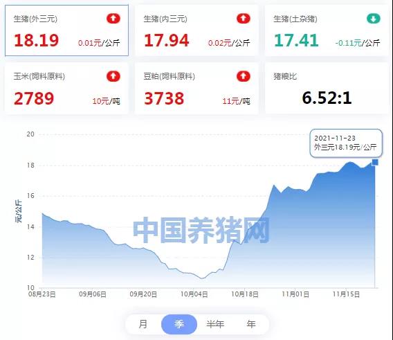 中国养猪网