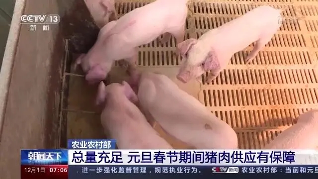 中国养猪网