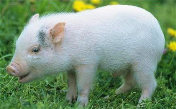 生猪落后产能淘汰进行时