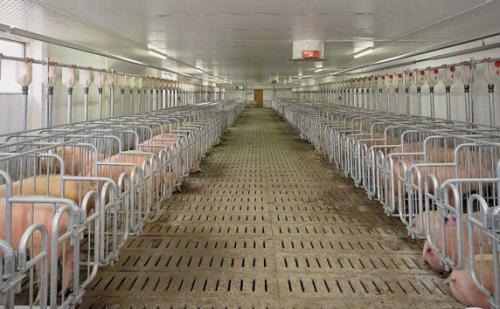 下一个10年，养猪业会走向何方？