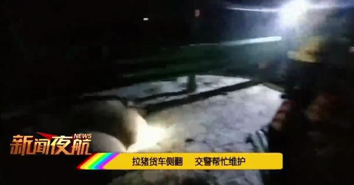 京哈高速一货车侧翻，大肥猪满地乱跑，高速交警现场“抓”猪！