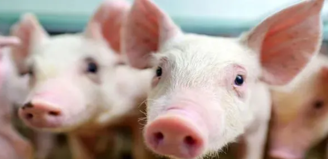 迈向年关，猪价不涨反跌！26省迎“跳水行情”，某大型猪企单日出栏高达17万头.....