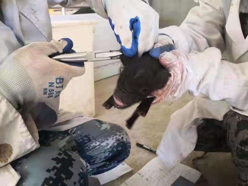 生猪存栏依旧高企 维持振荡回落走势