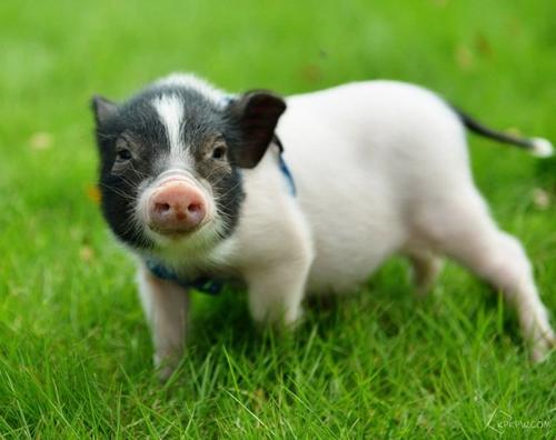 新发地：蔬菜价格仍有下降空间 猪肉稳定在10元/斤左右