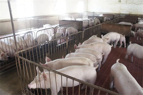 湘潭“脑瘫兄弟”家7头肉猪待售