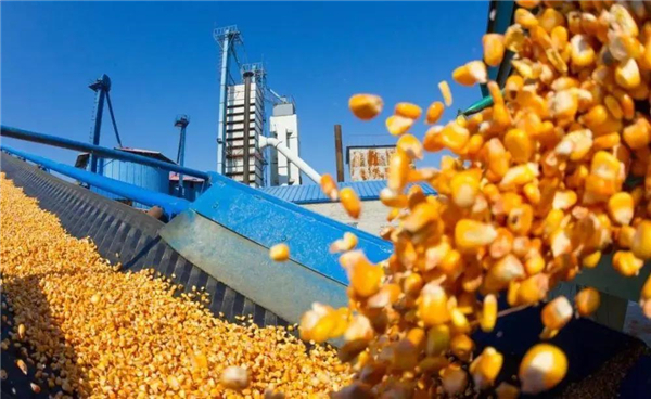 玉米不会成为第二个大豆 明年进口或仍超配额