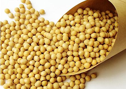 南美天气忧虑升温，豆粕后市该何去何从？