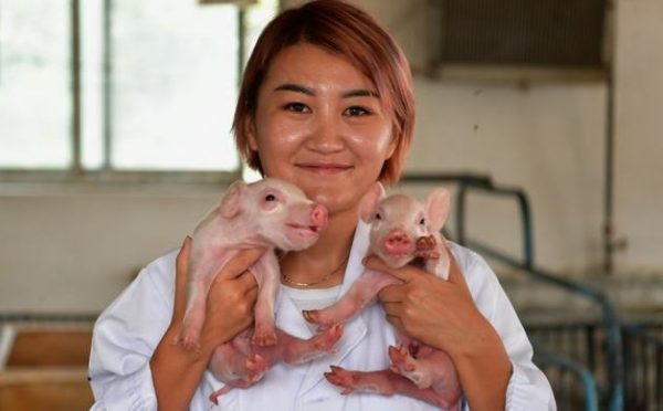 专家解答：非瘟疫情出现地点以小散户为主？中小规模场防控体系如何建设？