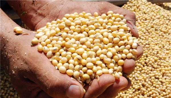 农业农村部：11月份大豆供需形势分析月报