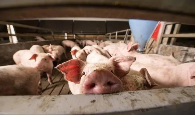 商务部：上周猪肉零售价继续回落