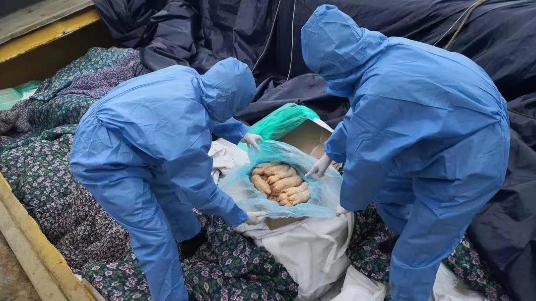 高压严打！广东海警连续破获两起走私冻品案，查获猪肚、猪耳等冻品100余吨