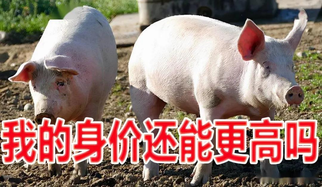 利好vs利空！生猪市场供需博弈激烈，次轮猪价上涨能打破“逢节必跌”的魔咒吗？