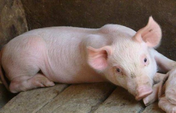 “绿嘉黑”肉质性能双突破，浙江自培优质黑猪被拍出3000万元高价！