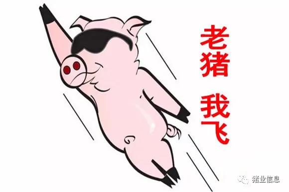 牛掰，猪价“扎堆式”上涨，但需警惕北方猪价冲高回落！
