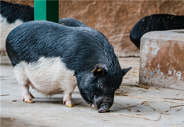 猪价快速“变脸” ，市场急涨急落，原因几何？